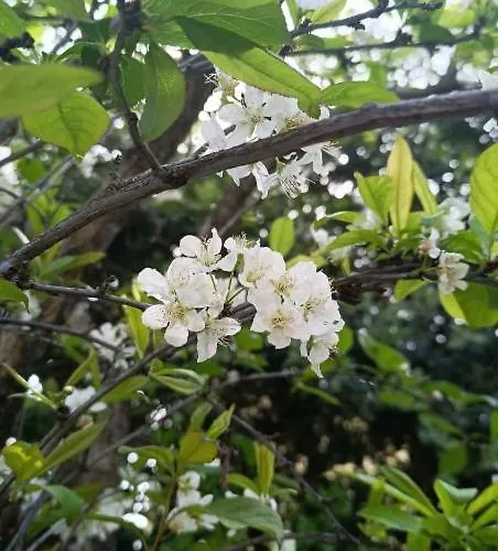 Casa Florio Mondello Apartamento Palermo